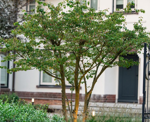Solitaire meerstammige cornus kausa